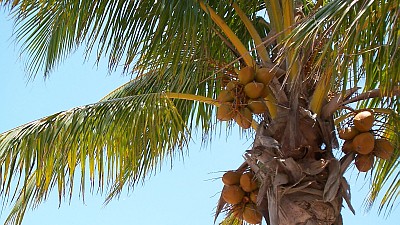 Palme in Florida