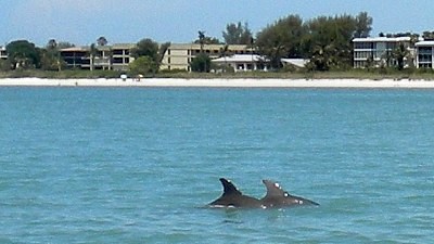 Delfine vor Sanibel by Cape Coral